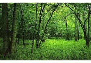 叫水坑原始森林 叫水坑原始森林