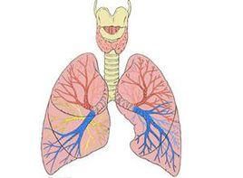 支氣管平滑肌痙攣 支氣管平滑肌痙攣