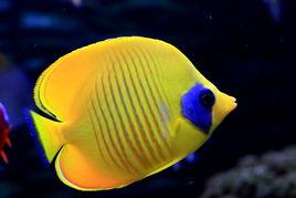 紅海黃金蝶 紅海黃金蝶