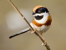 紅頭長尾山雀中南半島亞種 紅頭長尾山雀中南半島亞種