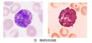 嗜鹼性粒細胞