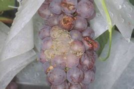 葡萄灰霉病 葡萄灰霉病