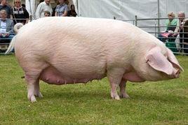 種豬及冷凍精液進口技術要求(試行) 種豬及冷凍精液進口技術要求(試行)