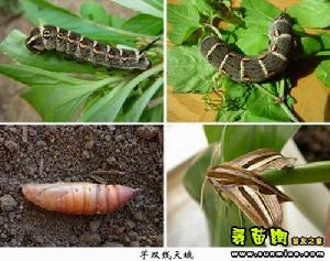 牡丹芋雙線天蛾 牡丹芋雙線天蛾