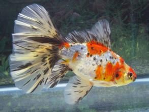 布里斯托灣獅子魚 布里斯托灣獅子魚