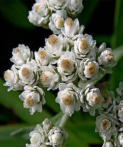 翅莖香青 翅莖香青