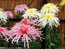 各種顏色的菊花