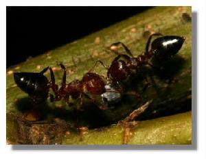 （圖）舉腹蟻屬