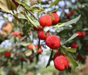 八賢楊梅 八賢楊梅