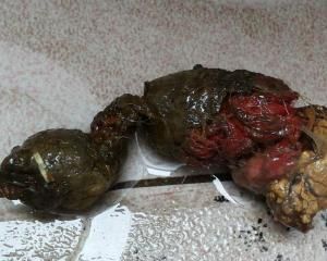 大便拉血 大便拉血