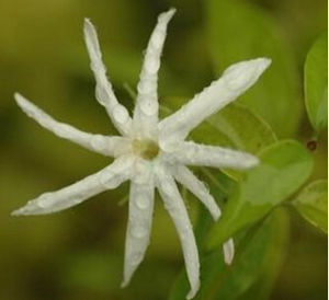 短萼素馨 短萼素馨