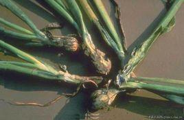 洋蔥黑粉病 洋蔥黑粉病