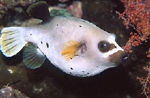 白點河豚 白點河豚