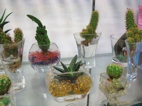 植物寵物 植物寵物