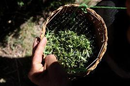 爐霍雪域俄色茶 爐霍雪域俄色茶