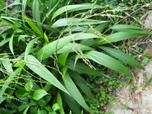 棕葉狗尾草 棕葉狗尾草