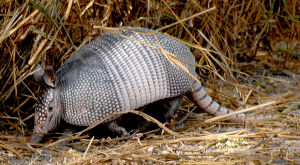 毛鼻犰狳 毛鼻犰狳