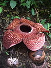 Rafflesia sumatra.jpg