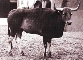 高棉野牛 高棉野牛