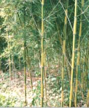 花稈早竹 花稈早竹