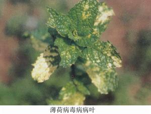 苦苣菜脈黃病毒病