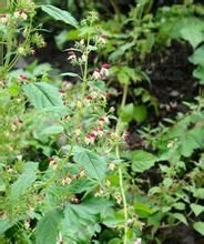 鈍齒雲南冠唇花 鈍齒雲南冠唇花