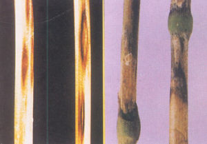 小麥稈枯病 小麥稈枯病