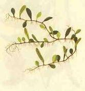 抱樹蓮[真蕨目水龍骨科植物]