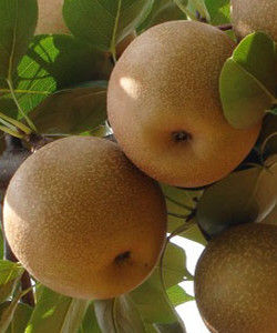 黃花梨[（水果）]