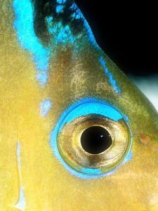 海洋魚類 海洋魚類