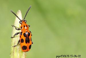 十四斑細頸金花蟲