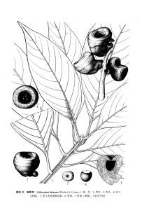 隱果石櫟 隱果石櫟