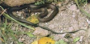 無顳鱗腹鏈蛇 無顳鱗腹鏈蛇