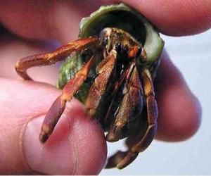 凹足寄居蟹 凹足寄居蟹