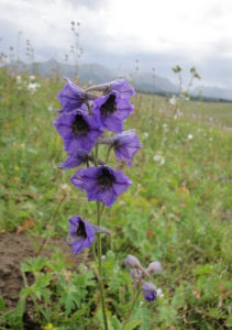 天山翠雀花 天山翠雀花
