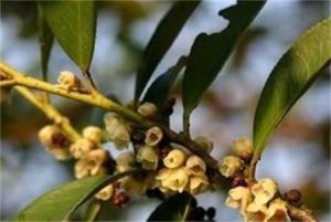 格藥柃系 格藥柃系