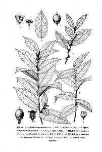 粗枝腺柃 粗枝腺柃