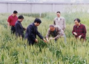 良麥3號 良麥3號