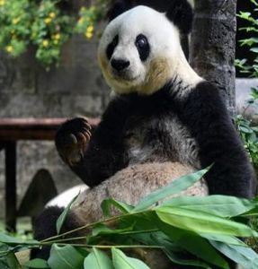 巴斯[世界上最長壽的熊貓]