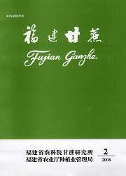 福建甘蔗 福建甘蔗