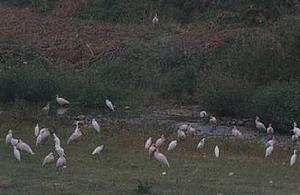 漢中朱䴉國家級自然保護區