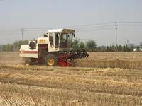 小麥收割