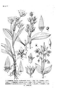 細辛葉獐牙菜 細辛葉獐牙菜