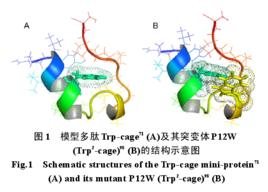 色氨酸籠 色氨酸籠