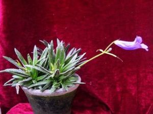 細筒唇柱苣苔 細筒唇柱苣苔