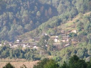 棕匹樹村 棕匹樹村