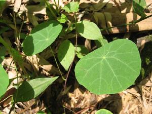 金線吊烏龜 金線吊烏龜