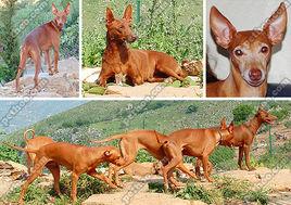 西西里靈緹 西西里靈緹