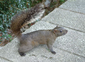 蝦夷松鼠 蝦夷松鼠