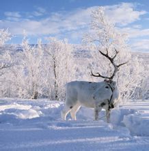 北極馴鹿